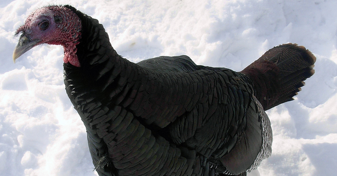 cold turkey